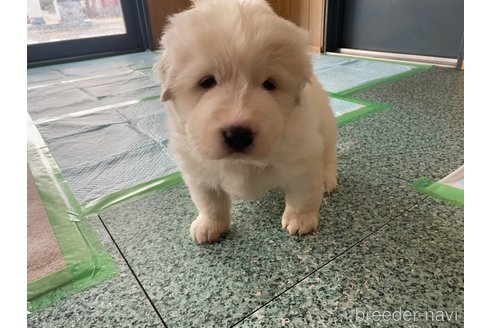 成約済の千葉県のグレートピレニーズ-360559の17枚目